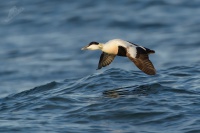 Kajka morska - Somateria mollissima - Common Eider 2289